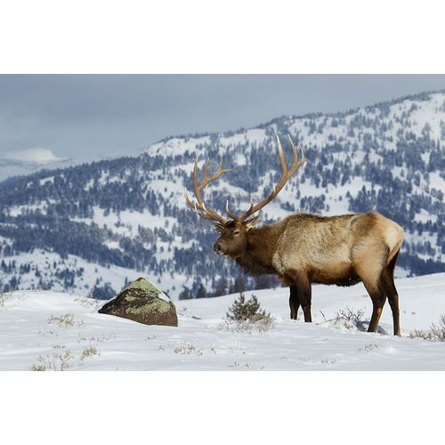 Bull Elk-Winter in the Rockies